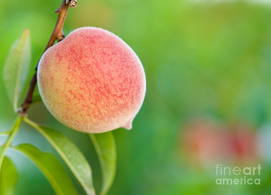 Tree Ripened Peach Photograph by Blaine Owens Tree Ripened Peach Photograph by Blaine Owens