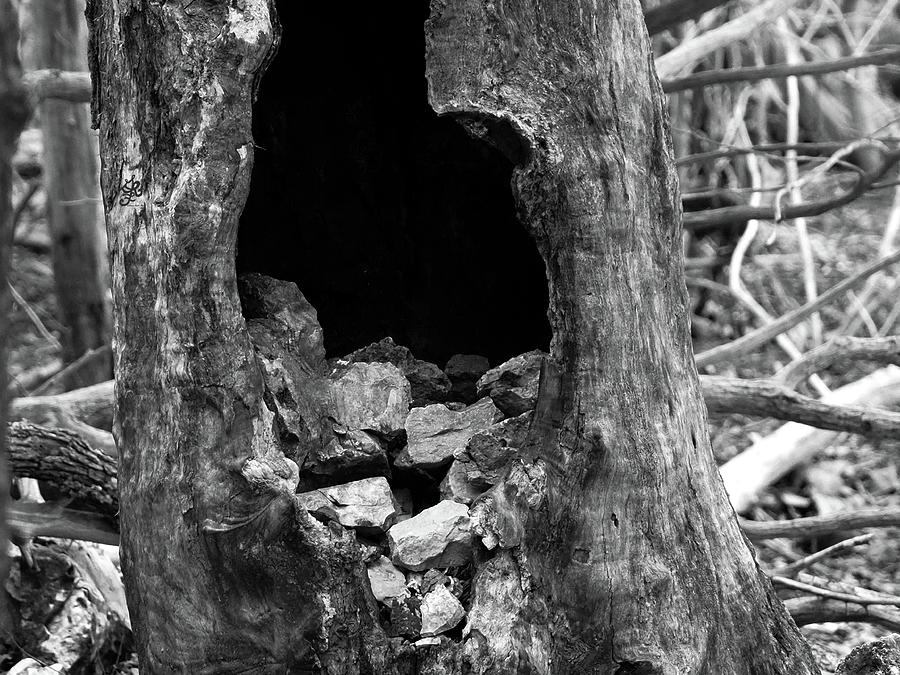 Tree Rock Nest BW Photograph by Ginger Repke