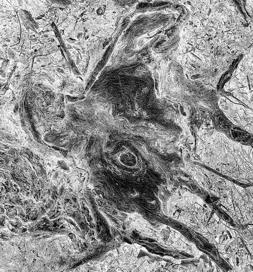 Tree Root Creature 2 BW Abstracted 112622 Photograph by Mary Bedy