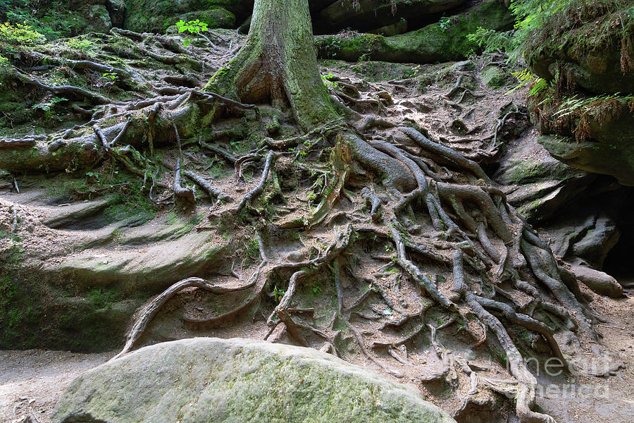 Tree root in a romantic gorge Photograph by Adriana Mueller