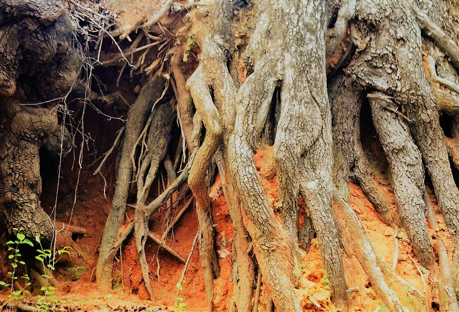 Tree Root Walkers Photograph