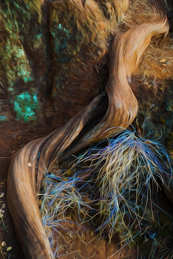 Twisted Tree Root Photograph by Yulia Kazansky