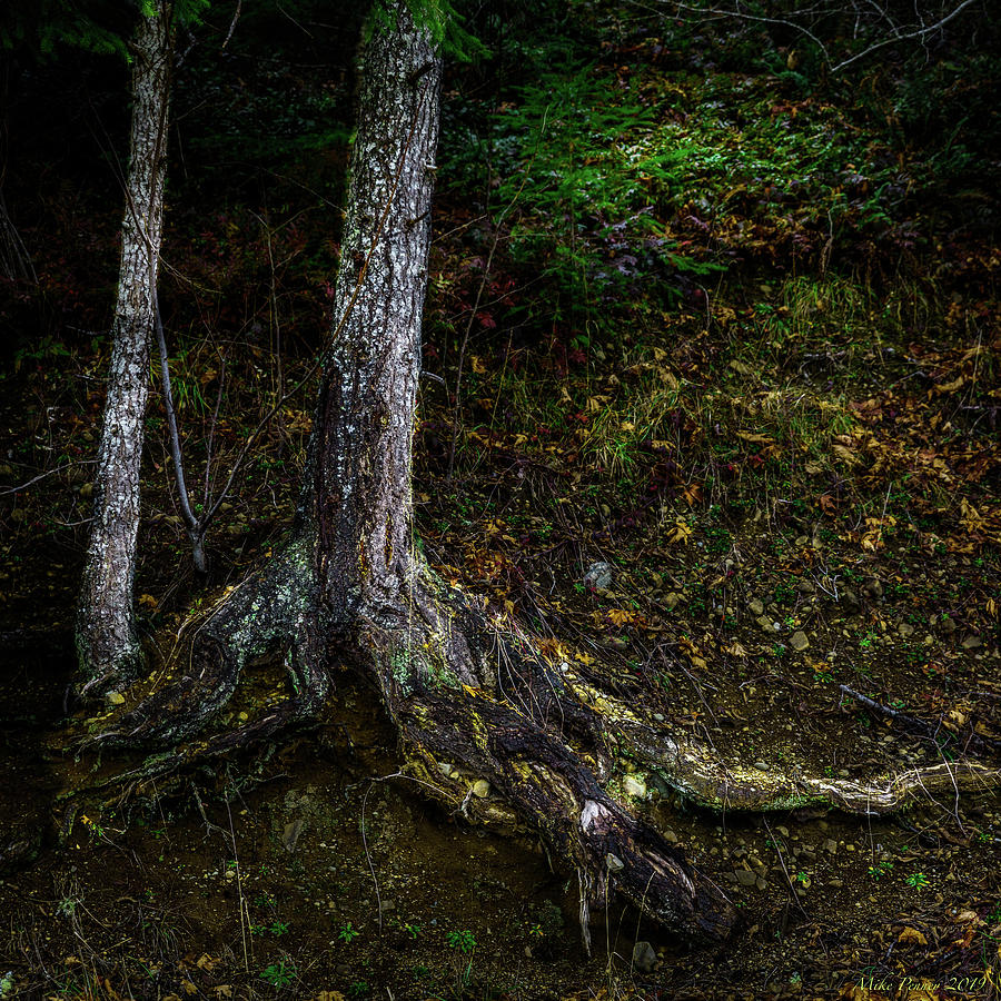 Tree Roots Abstract Photograph