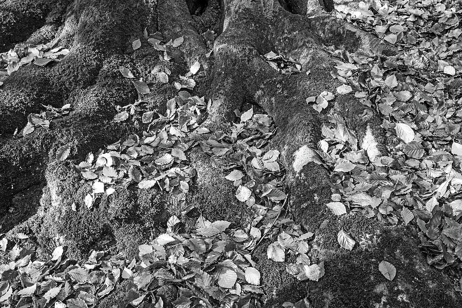 Tree roots and Leaves 2 Photograph by Roy Pedersen