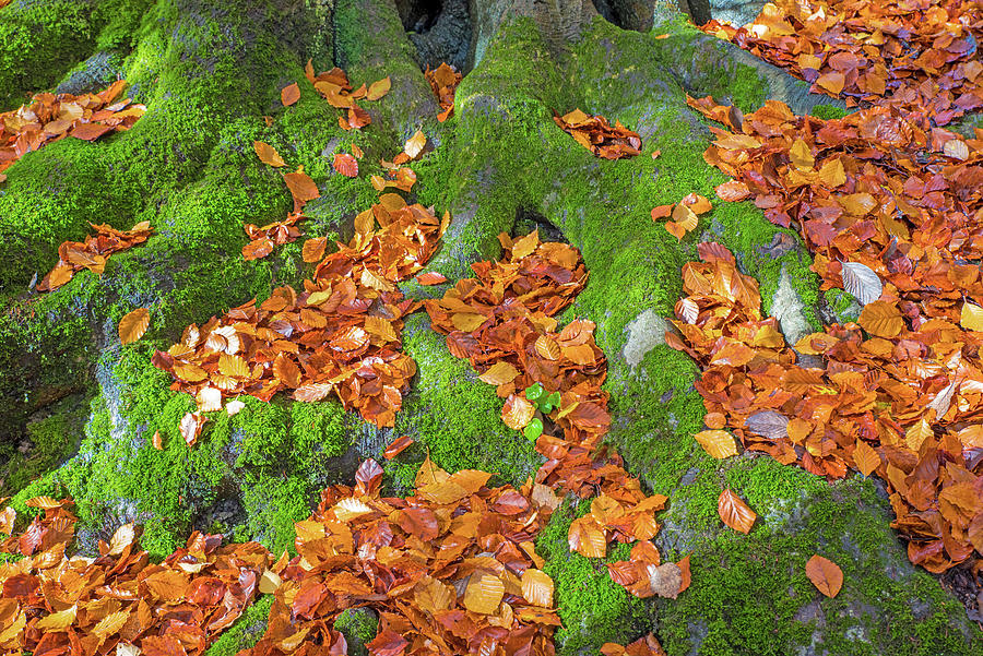 Fall Photograph - Tree Roots and Leaves by Roy Pedersen