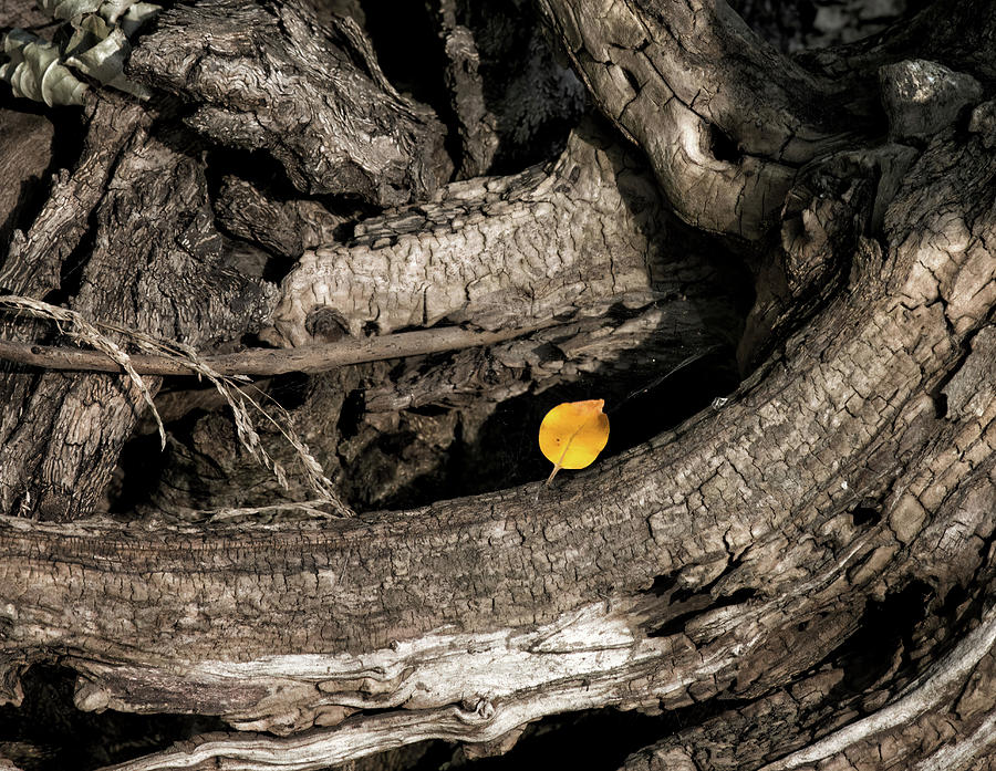 Tree Roots and Lone Leaf - Eaton Rapids, Michigan USA - Photograph by Edward Shotwell Tree Roots and Lone Leaf - Eaton Rapids, Michigan USA - Photograph by Edward Shotwell