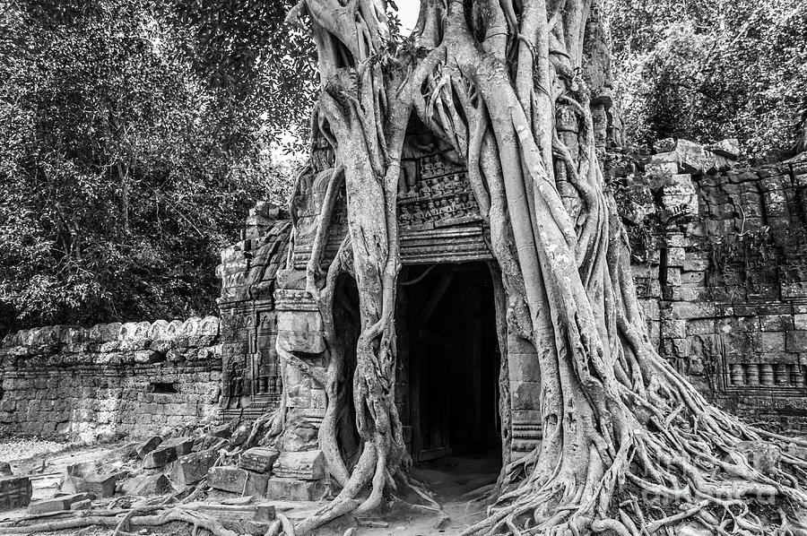 Tree roots, Angkor Wat Photograph by Louise Poggianti