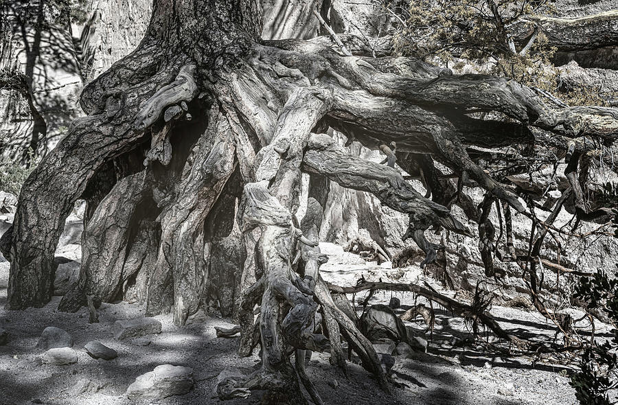 Tree Roots at Kasha-Katuwe Tent Rocks National Monument  Photograph by Joan Carroll