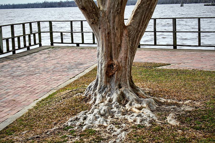 Tree Roots Photograph by Carolyn Ricks