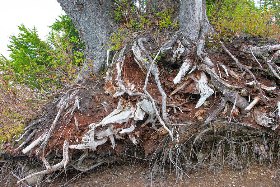 Tree Roots Photograph by Doug LaRue