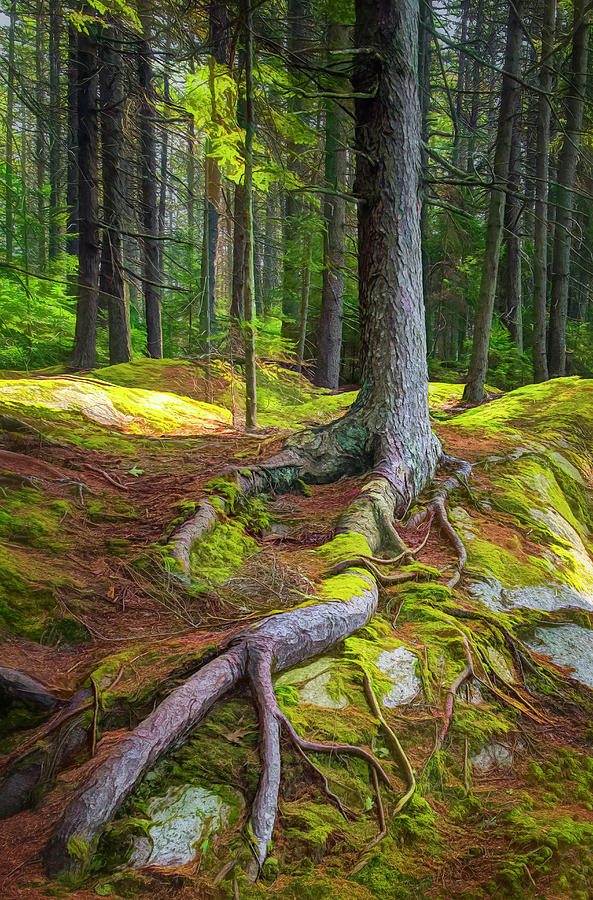 Tree Roots in Coastal Maine Forest Photograph by Carolyn Derstine