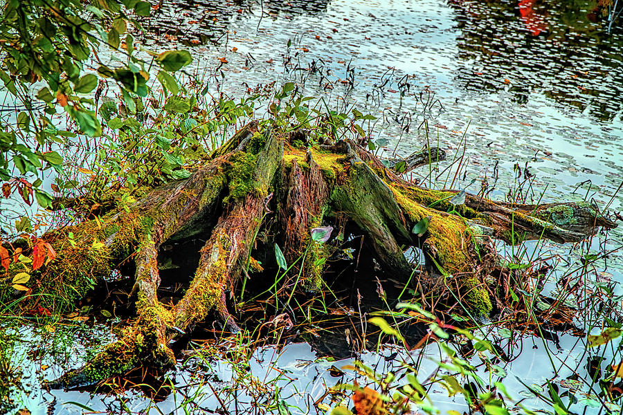 Tree roots Photograph by Lilia S