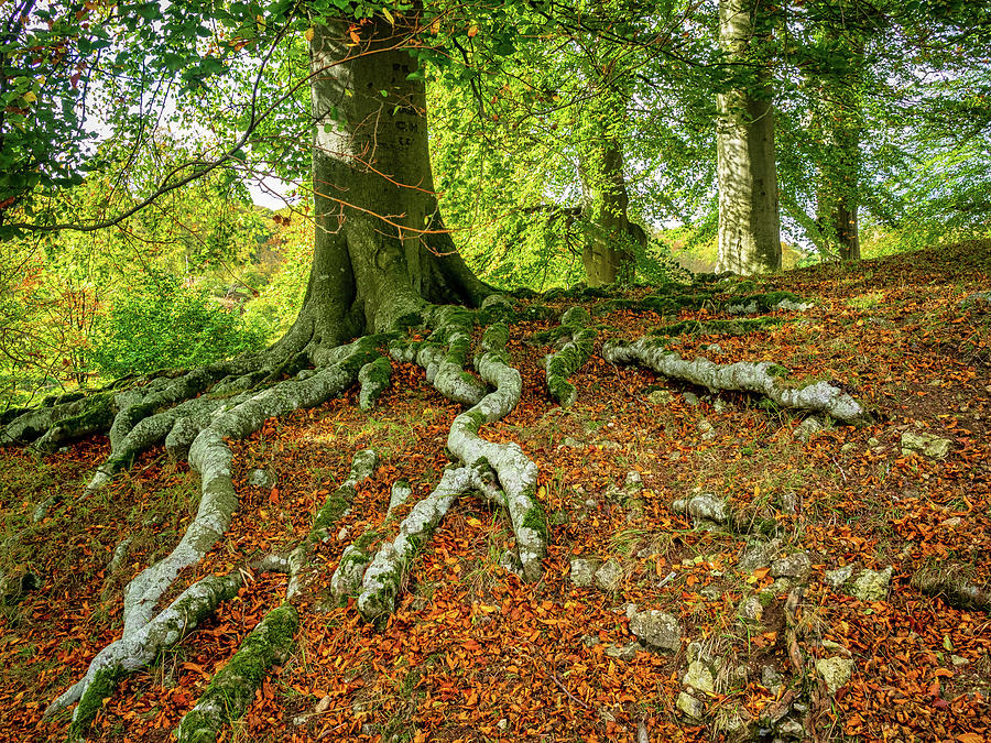 Tree Roots Photograph by Mark Llewellyn