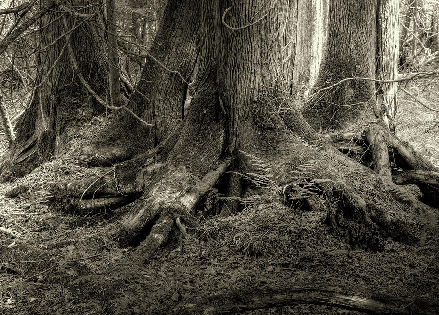 Tree Roots - Naubinway, Michigan USA - Photograph by Edward Shotwell