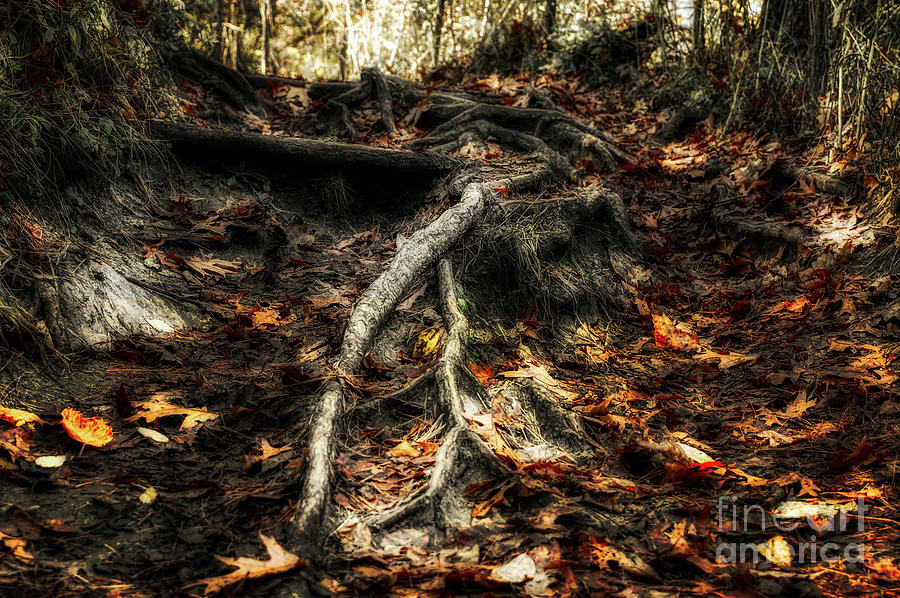 Tree Roots On Forest Floor Photograph