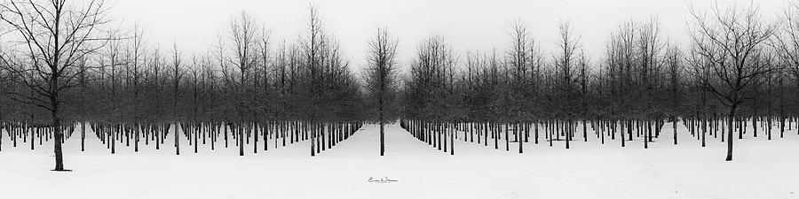 Tree Rows Photograph by Eric Wellman - Fine Art America