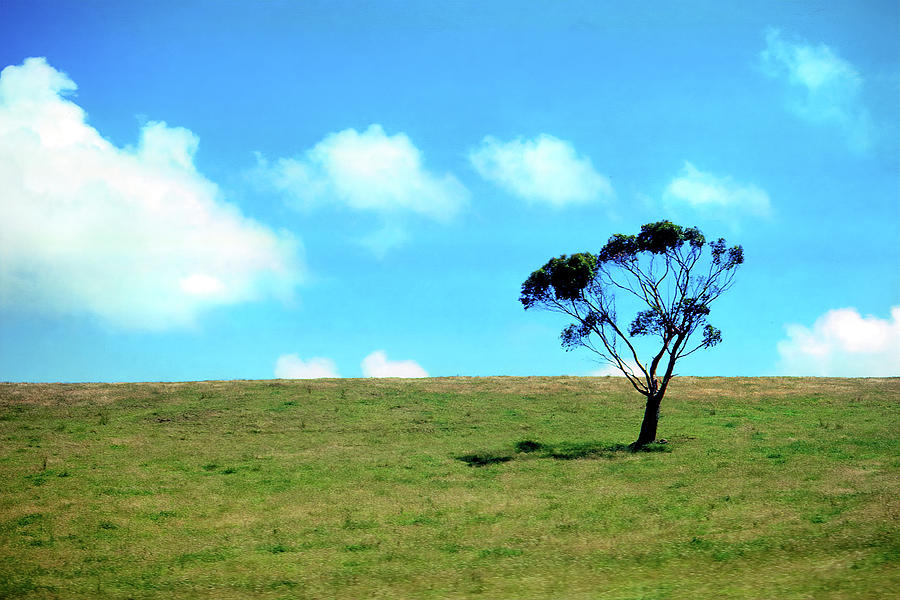 Tree, Rural New Zealand Photograph by Jerry Griffin