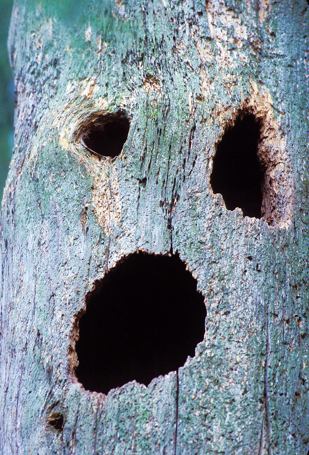 Tree Scream Photograph by Alexander Couter