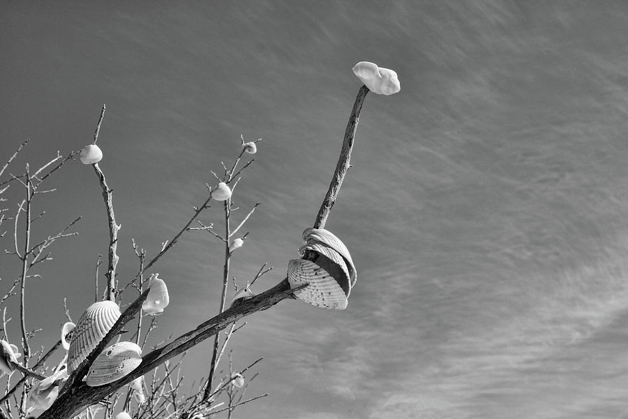 Tree Seashells Photograph by Robert Wilder Jr