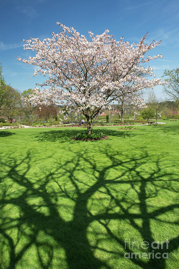 Tree Shadow and Cherry Tree Photograph by Tim Gainey