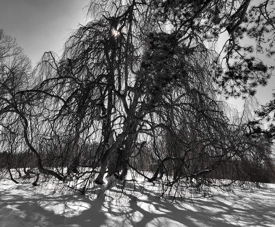 Tree Photograph - Tree Shadows and Snow Black and White by Russel Considine