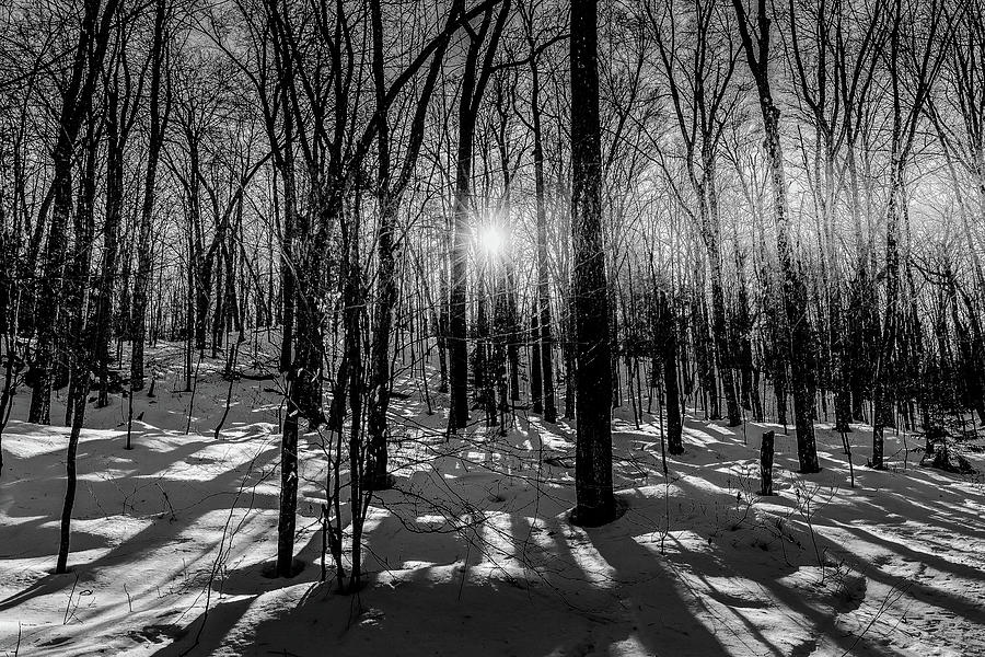 Tree Shadows Photograph by David Patterson