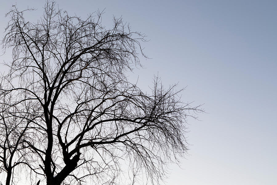 Tree Silhouette 1 Photograph by Randy Rambo - Fine Art America