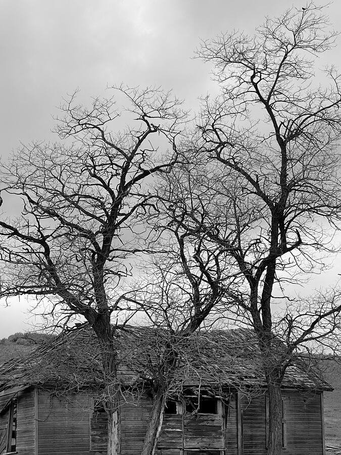 Tree Silhouette - Abandoned Farm Photograph by Jerry Abbott