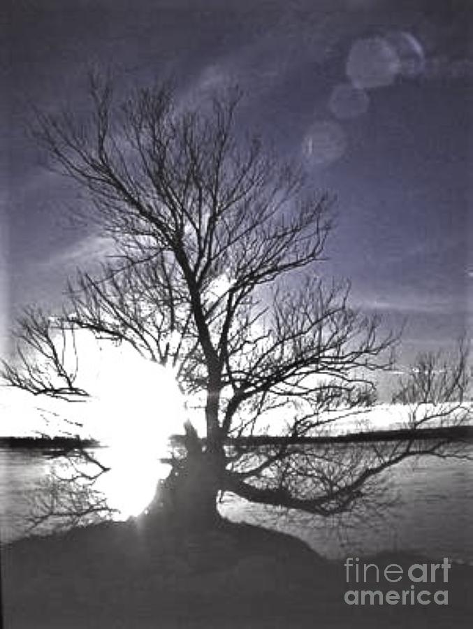 Black And White Photograph - Tree Silhouette At Sundown         Spring       Duluth    Minnesota    by Rory Cubel