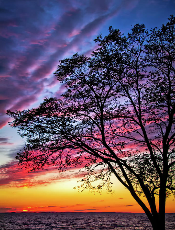 Tree Silhouette at Sunset Photograph by Carolyn Derstine