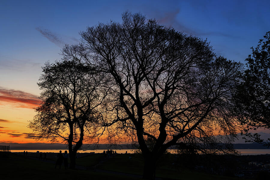 Tree Silhouette At Sunset On Calton Hill In Edinburgh Photograph by Artur Bogacki