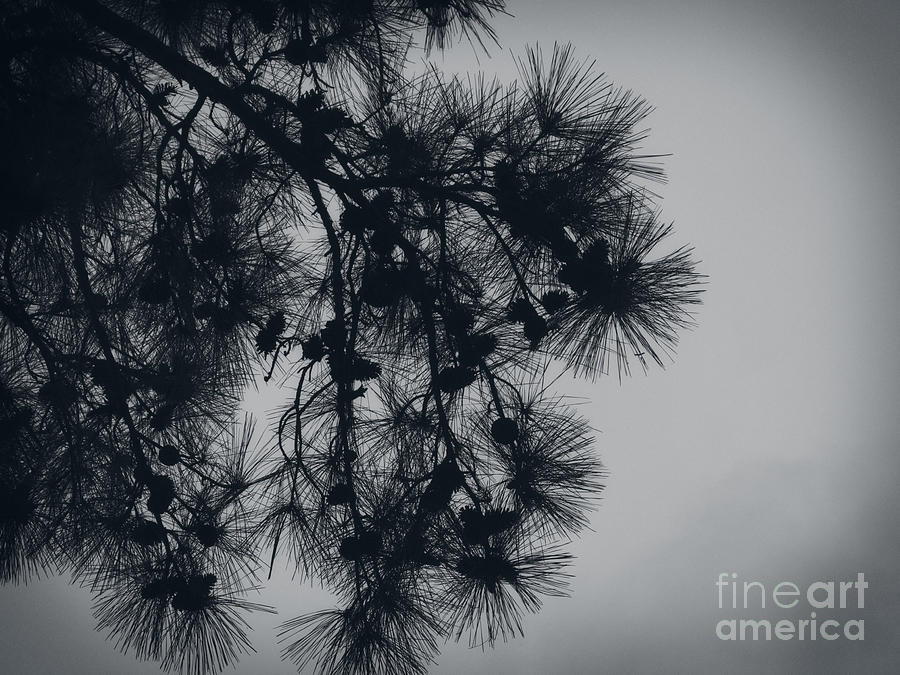 Tree Silhouette Photograph by Ella Kaye Dickey