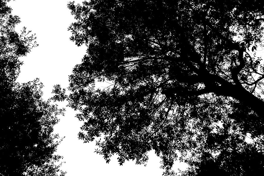 Tree silhouette Photograph by Fabiano Di Paolo