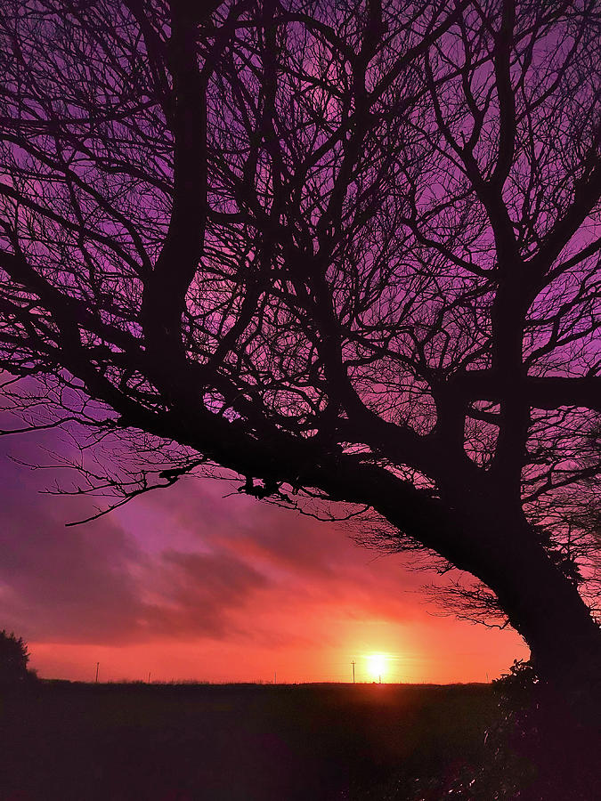 Tree Silhouette February Sunset Devon Photograph by Richard Brookes