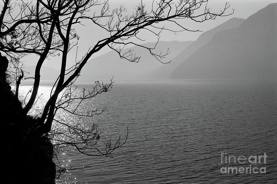 Tree Silhouette over misty lake Photograph by Riccardo Mottola