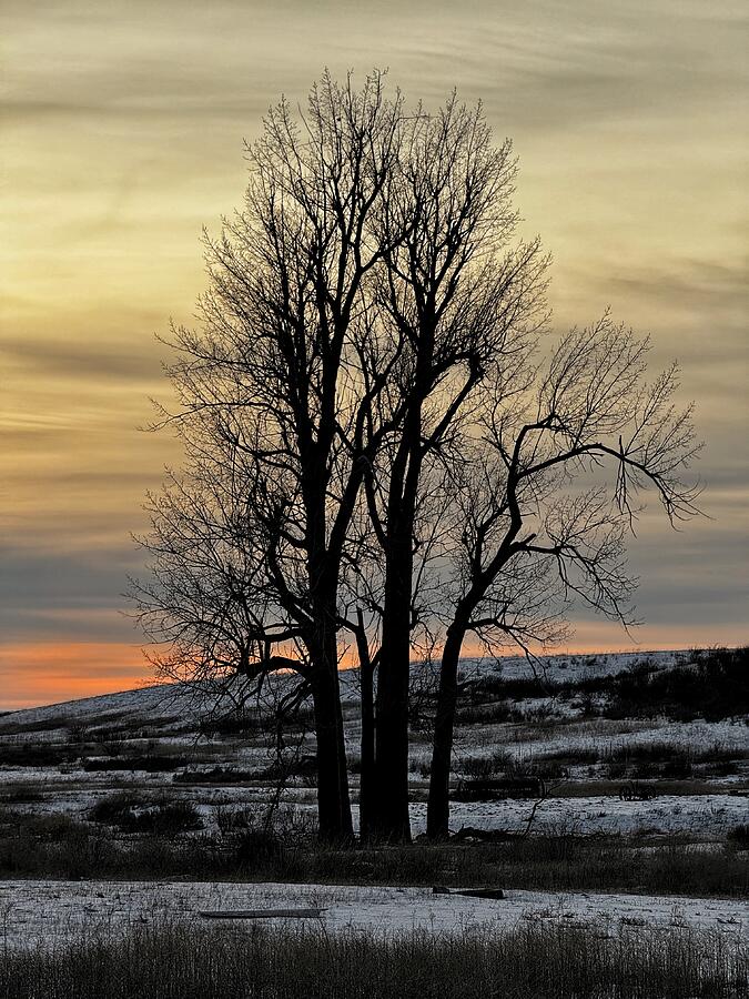 Tree Silhouette - Rocklyn Winter Sunset Photograph by Jerry Abbott