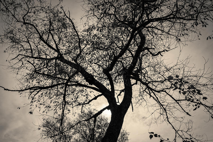Tree Silhouette Toned Photograph by David Gordon