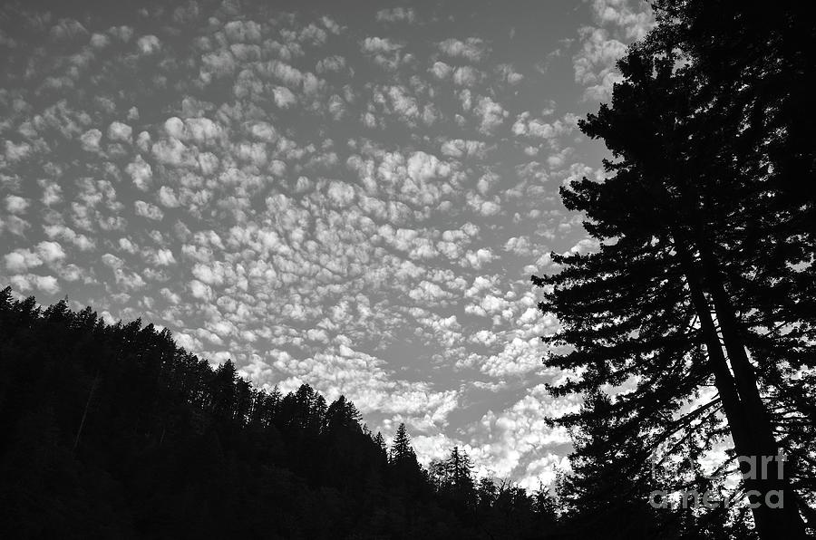 Tree Silhouettes - Black And White Photograph By Jack Andreasen - Fine 