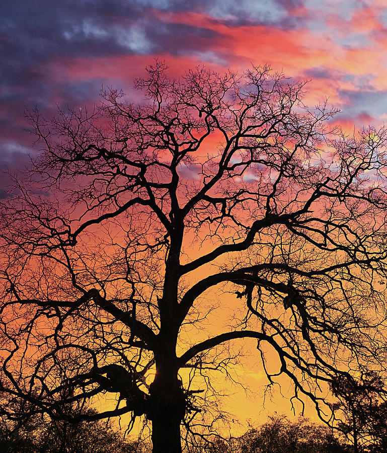 Tree Sillouette at Sunset Photograph by Darryl Brooks
