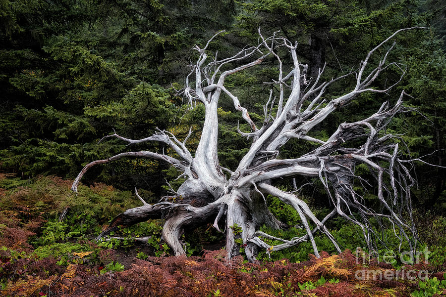 Tree Skeleton At Shore Acres 6 Photograph by Al Andersen