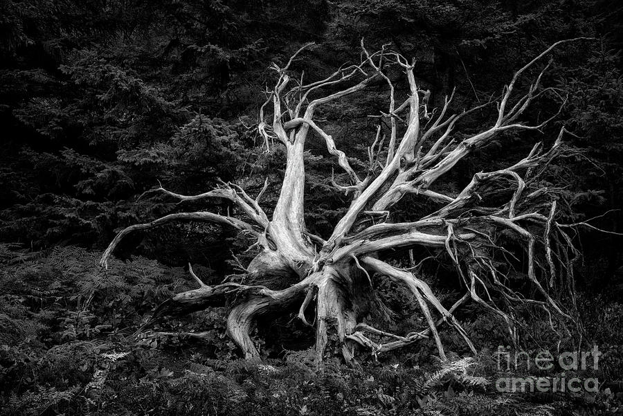 Tree Skeleton At Shore Acres 6 Bw Photograph
