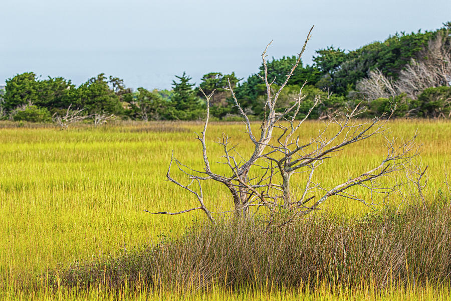 Tree Skeleton In The Wetlands - Fort Macon State Park Photograph