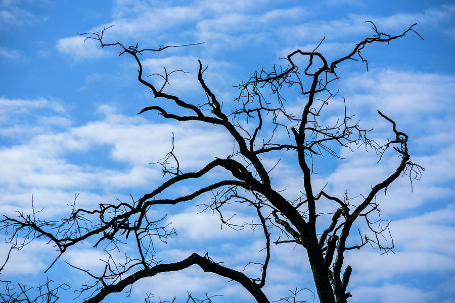 August Photograph - Tree Skeleton by Robert Potts