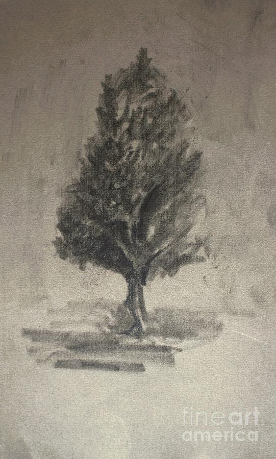 Tree Sketch Drawing by Mindy Newman
