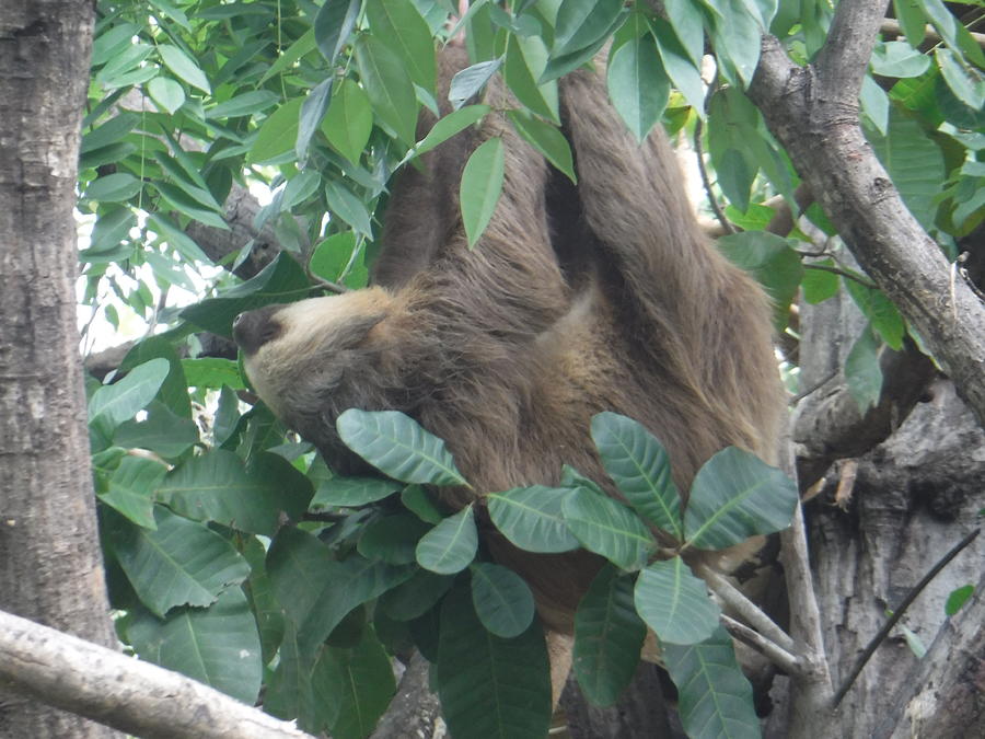 Tree Sloth Photograph By Laura Zajac Neumann Fine Art America