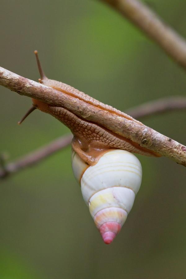Tree Snail On The Move Photograph by Paul Rebmann