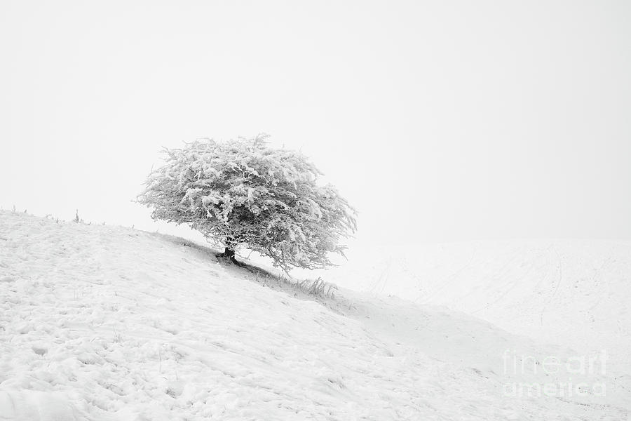 Tree Snow and Fog Photograph by Tim Gainey