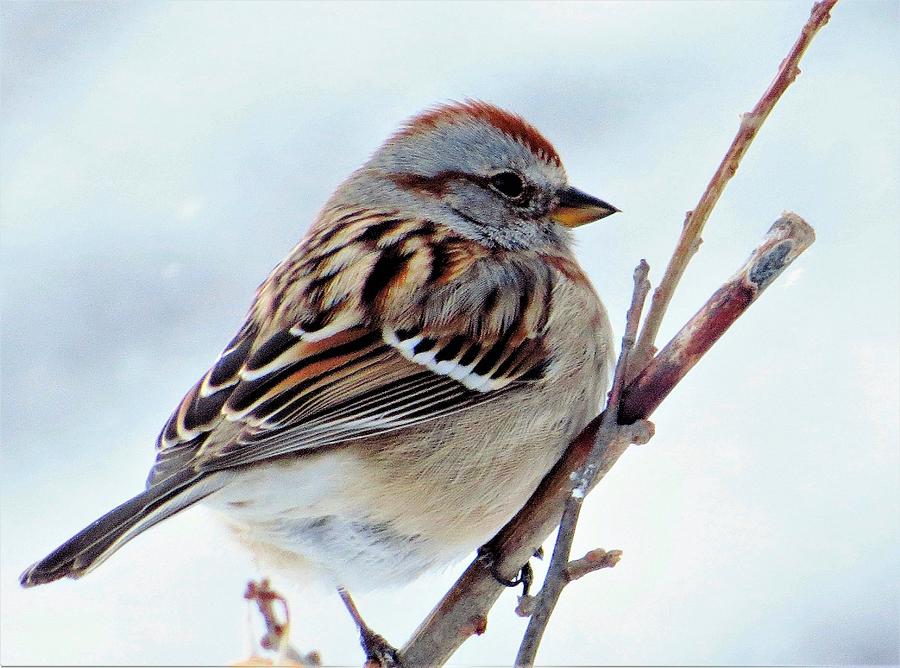Bird Photograph - Tree Sparrow  by Lori Frisch