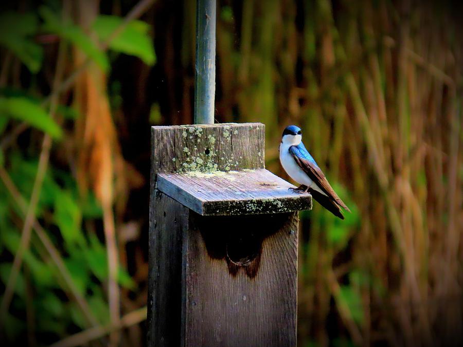 Tree Swallow on Nesting Box in Spring Photograph by Linda Stern