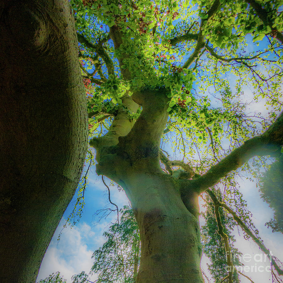Tree-spirit-2 Photograph by Casper Cammeraat